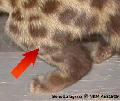 ../images/30_upper_leg_spots_not_merged.jpg