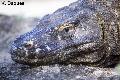 ../images/komodo2.jpg