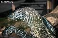 ../images/varnus_ornatus.JPG