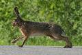 ../images/Lepus_europaeus_Weinsberg_20080501.jpg