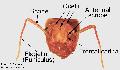 ../images/ant_anatomy_head_ocelli_copy.jpg