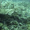 ../images/coraux-rod-genres-bd/Acropora/DSC06058.jpg