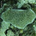 ../images/coraux-rod-genres-bd/Acropora/DSC06062.jpg