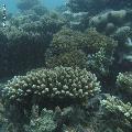 ../images/coraux-rod-genres-bd/Acropora/IMG_6772.jpg