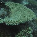 ../images/coraux-rod-genres-bd/Acropora/IMG_6780.jpg