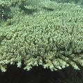 ../images/coraux-rod-genres-bd/Acropora/IMG_6798.jpg