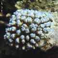 ../images/coraux-rod-genres-bd/Acropora/IMG_6860.jpg