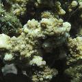 ../images/coraux-rod-genres-bd/Acropora/IMG_6952.jpg