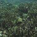 ../images/coraux-rod-genres-bd/Acropora/IMG_7143.jpg