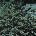 ../images/coraux-rod-genres-bd/Acropora/IMG_7195.jpg