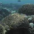 ../images/coraux-rod-genres-bd/Acropora/IMG_7257.jpg