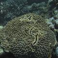 ../images/coraux-rod-genres-bd/Acropora/IMG_7258.jpg