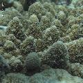 ../images/coraux-rod-genres-bd/Acropora/IMG_7278.jpg