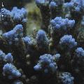 ../images/coraux-rod-genres-bd/Acropora/IMG_7288.jpg