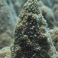 ../images/coraux-rod-genres-bd/Acropora/IMG_7328.jpg