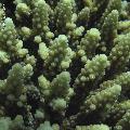 ../images/coraux-rod-genres-bd/Acropora/IMG_8107.jpg