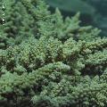 ../images/coraux-rod-genres-bd/Acropora/IMG_8110.jpg