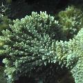 ../images/coraux-rod-genres-bd/Acropora/IMG_8329.jpg