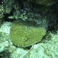 ../images/coraux-rod-genres-bd/Fungia/DSC06071.jpg