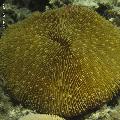 ../images/coraux-rod-genres-bd/Fungia/IMG_7430.jpg