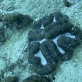 ../images/coraux-rod-genres-bd/Lobophyllia/DSC05977.jpg