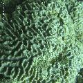 ../images/coraux-rod-genres-bd/Oulophyllia/DSC05795.jpg