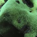 ../images/coraux-rod-genres-bd/Pavona/IMG_7969.jpg