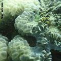 ../images/coraux-suit-genres/Genres-photossuit/Caryophyllidae-Plerogyra/DSC04141.jpg