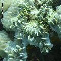 ../images/coraux-suit-genres/Genres-photossuit/Caryophyllidae-Plerogyra/DSC04142.jpg