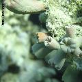 ../images/coraux-suit-genres/Genres-photossuit/Dendrophylliidae-Dendrophyllia/DSC04135.jpg