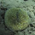 ../images/coraux-suit-genres/Genres-photossuit/Fungiidae-Fungia/IMG_6085.jpg