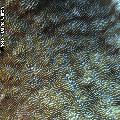 ../images/coraux-suit-genres/Genres-photossuit/Fungiidae-Podabacia/IMG_5725.jpg