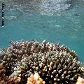 ../images/illus-genres-tous/Acropora-sp/DSCN0200.JPG