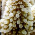 ../images/illus-genres-tous/Acropora-sp/DSCN9585.JPG