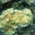 ../images/illus-genres-tous/Acropora-sp/DSCN9602.JPG