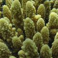 ../images/illus-genres-tous/Acropora-sp/IMG_1027.JPG