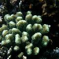 ../images/illus-genres-tous/Pocillopora-sp/DSCN9325.JPG