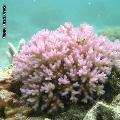 ../images/illus-genres-tous/Pocillopora-sp/DSCN9526.JPG