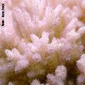 ../images/illus-genres-tous/Pocillopora-sp/DSCN9527.JPG