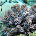 ../images/illus-genres-tous/Pocillopora-sp/IMG_0316.JPG