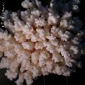../images/illus-genres-tous/Pocillopora-sp/poccilopora9916.JPG