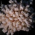 ../images/illus-genres-tous/Pocillopora-sp/poccilopora9916.JPG