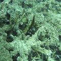 ../images/coraux-rod-genres-bd/Acropora/DSC06057.jpg