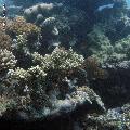 ../images/coraux-rod-genres-bd/Acropora/IMG_6771.jpg