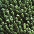 ../images/coraux-rod-genres-bd/Acropora/IMG_6805.jpg