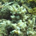 ../images/coraux-rod-genres-bd/Acropora/IMG_6818.jpg