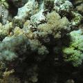 ../images/coraux-rod-genres-bd/Acropora/IMG_6956.jpg