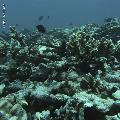 ../images/coraux-rod-genres-bd/Acropora/IMG_7052.jpg