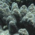 ../images/coraux-rod-genres-bd/Acropora/IMG_7084.jpg