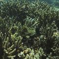 ../images/coraux-rod-genres-bd/Acropora/IMG_7144.jpg